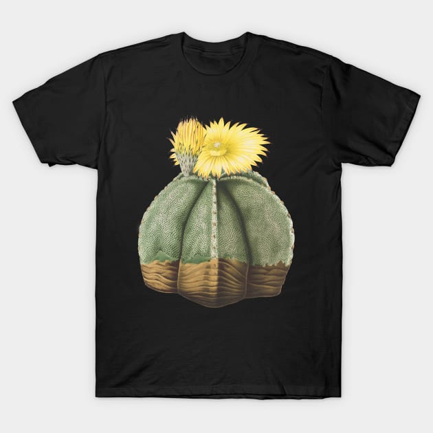 Bishop's Cap Cactus in bloom- Astrophytum Myriostigma T-Shirt by chimakingthings